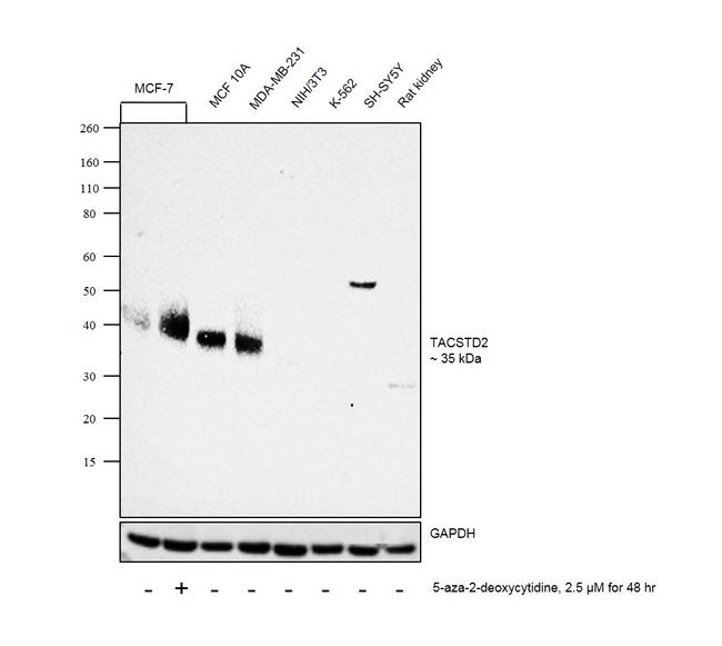 TROP2 Antibody in Western Blot (WB)