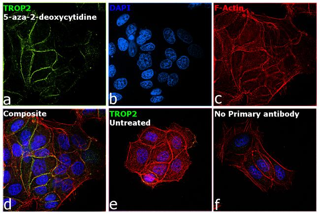 TROP2 Antibody