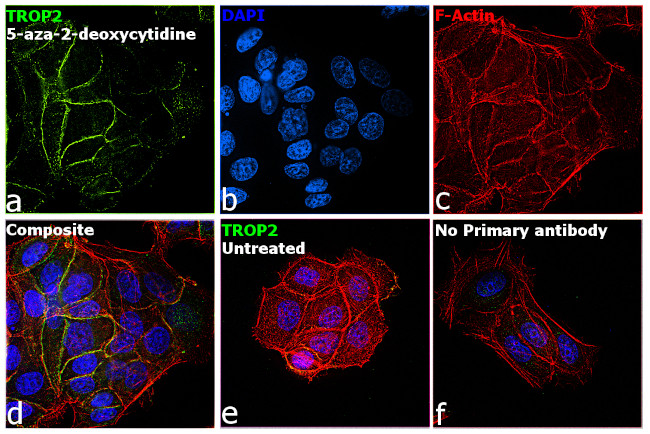 TROP2 Antibody in Immunocytochemistry (ICC/IF)