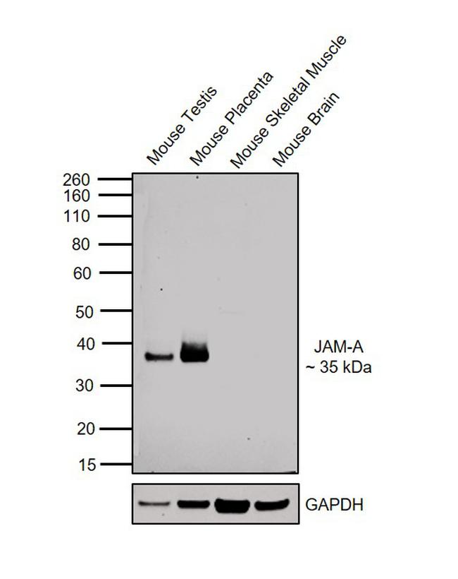 JAM-A (CD321) Antibody in Western Blot (WB)