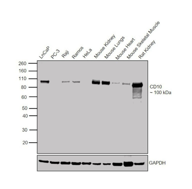 CD10 Antibody