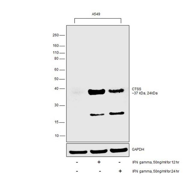 Cathepsin S Antibody in Western Blot (WB)