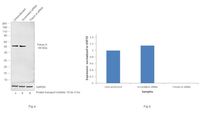 Fetuin A Antibody