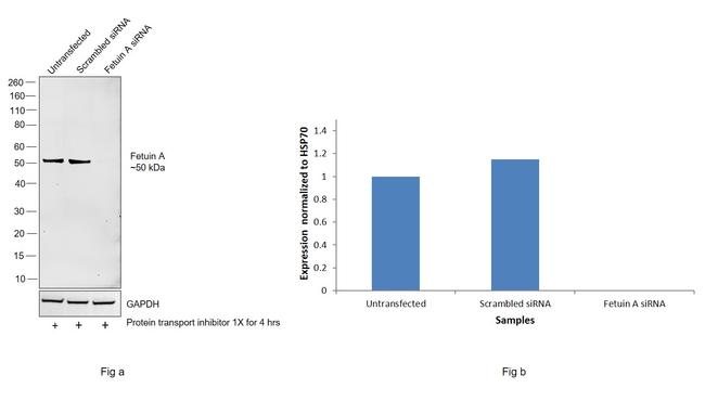 Fetuin A Antibody in Western Blot (WB)