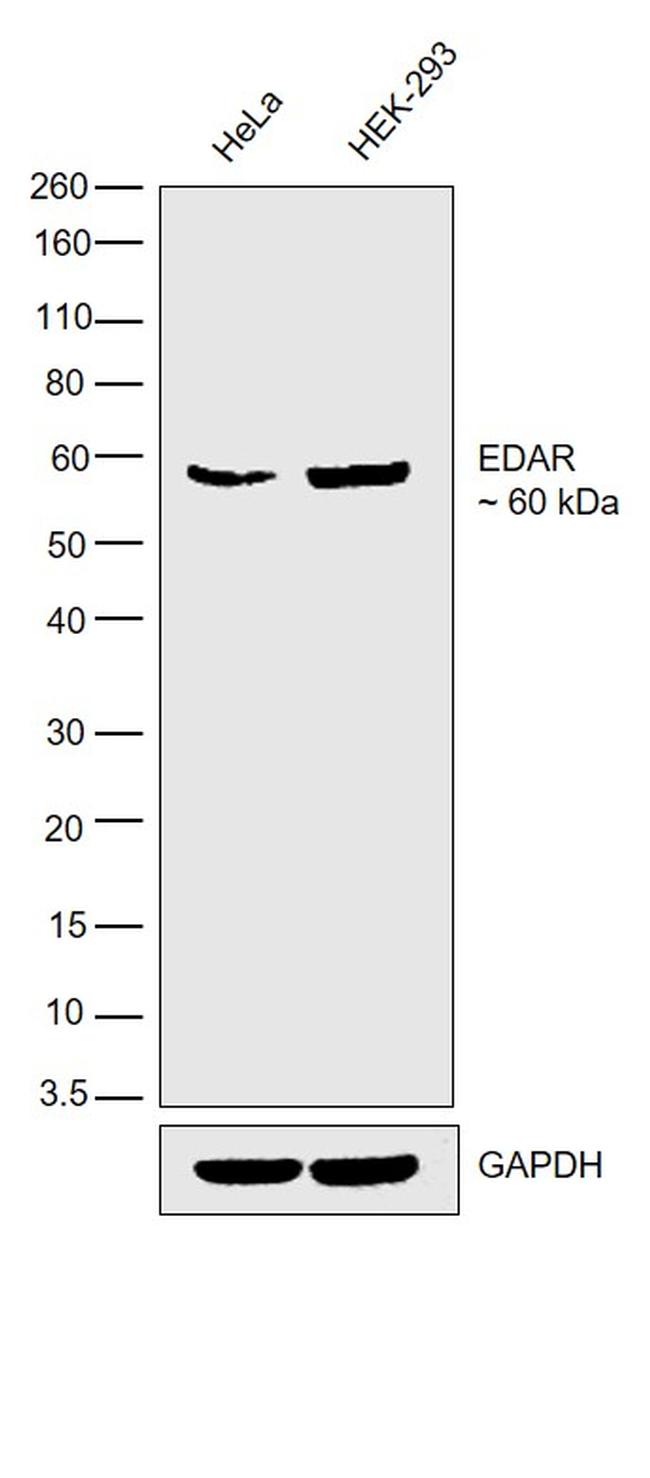 EDAR Antibody in Western Blot (WB)