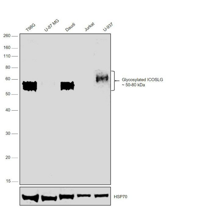 CD275 (B7-H2) Antibody