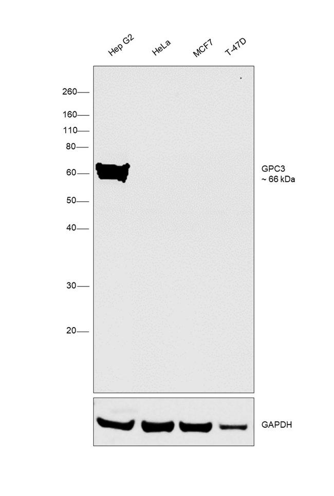 Glypican 3 Antibody in Western Blot (WB)