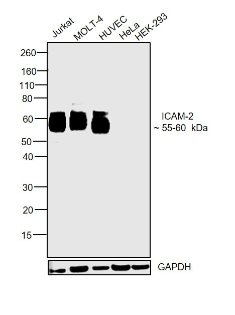 ICAM-2 Antibody