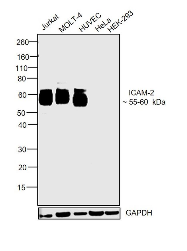 ICAM-2 Antibody in Western Blot (WB)