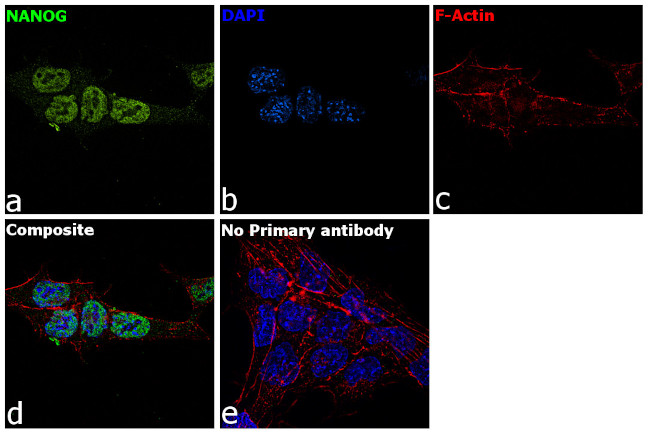 Nanog Antibody in Immunocytochemistry (ICC/IF)