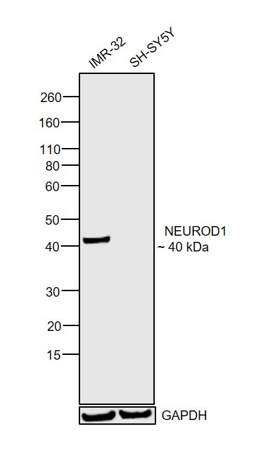 NeuroD1 Antibody