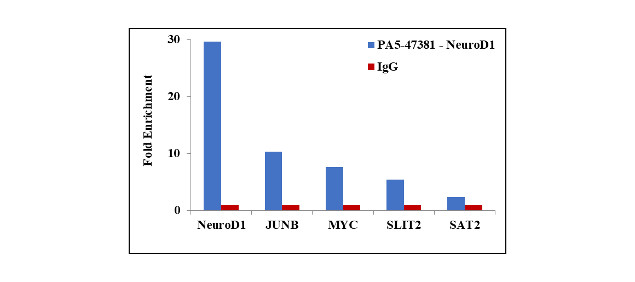 NeuroD1 Antibody in ChIP Assay (ChIP)