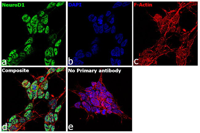 NeuroD1 Antibody in Immunocytochemistry (ICC/IF)