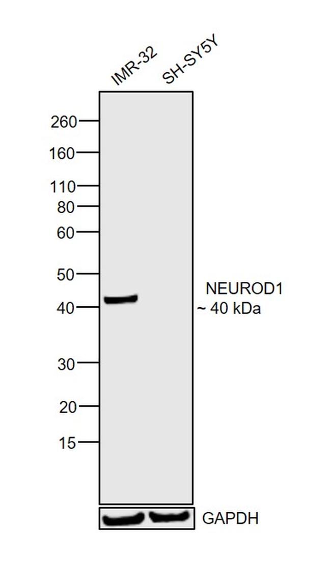 NeuroD1 Antibody in Western Blot (WB)