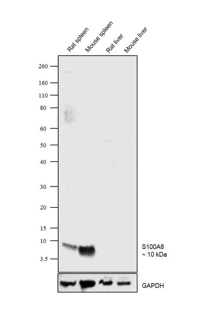 S100A8 Antibody in Western Blot (WB)