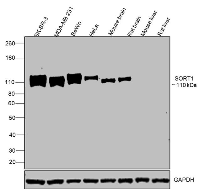 Sortilin Antibody in Western Blot (WB)