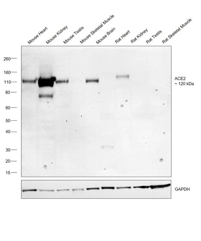 ACE2 Antibody in Western Blot (WB)