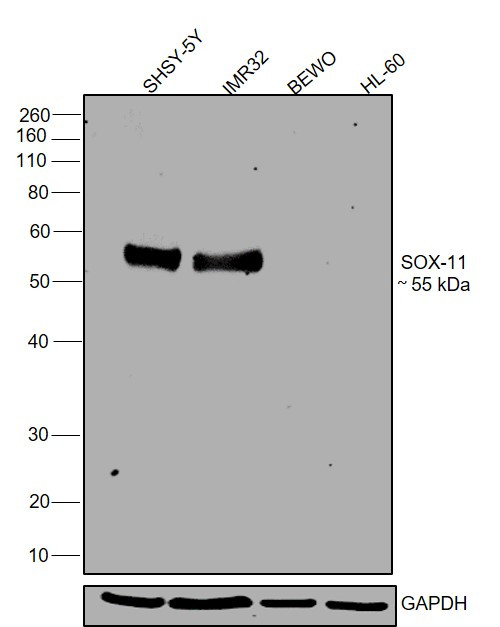 SOX11 Antibody