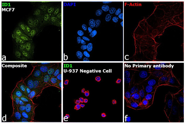 ID1 Antibody in Immunocytochemistry (ICC/IF)