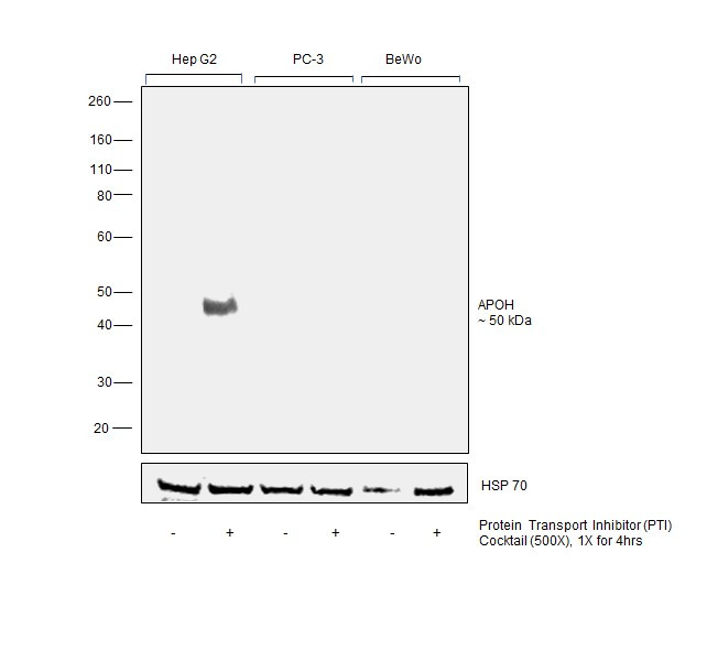 Apolipoprotein H Antibody