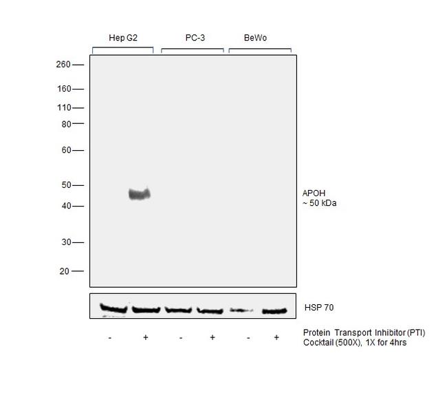 Apolipoprotein H Antibody in Western Blot (WB)