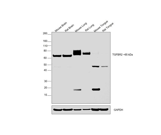 TGFBR2 Antibody in Western Blot (WB)