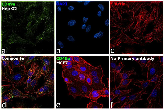 CD49a Antibody in Immunocytochemistry (ICC/IF)