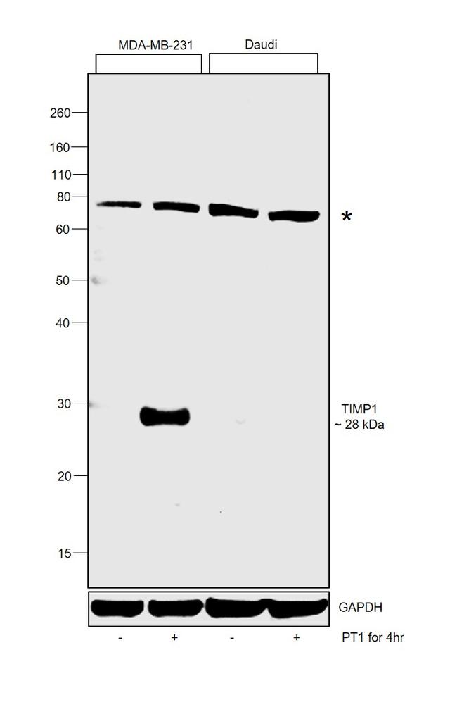 TIMP1 Antibody in Western Blot (WB)