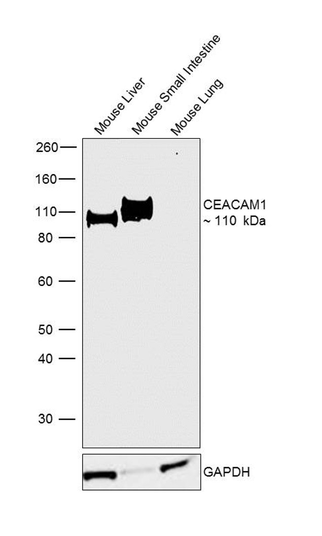 CEACAM1 Antibody