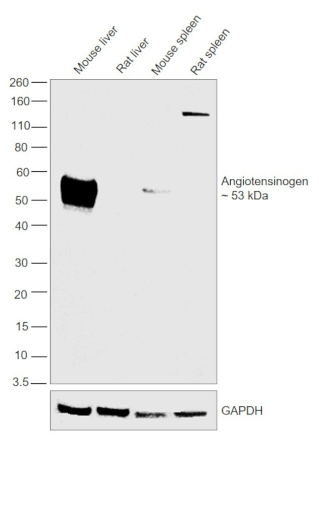 Angiotensinogen Antibody