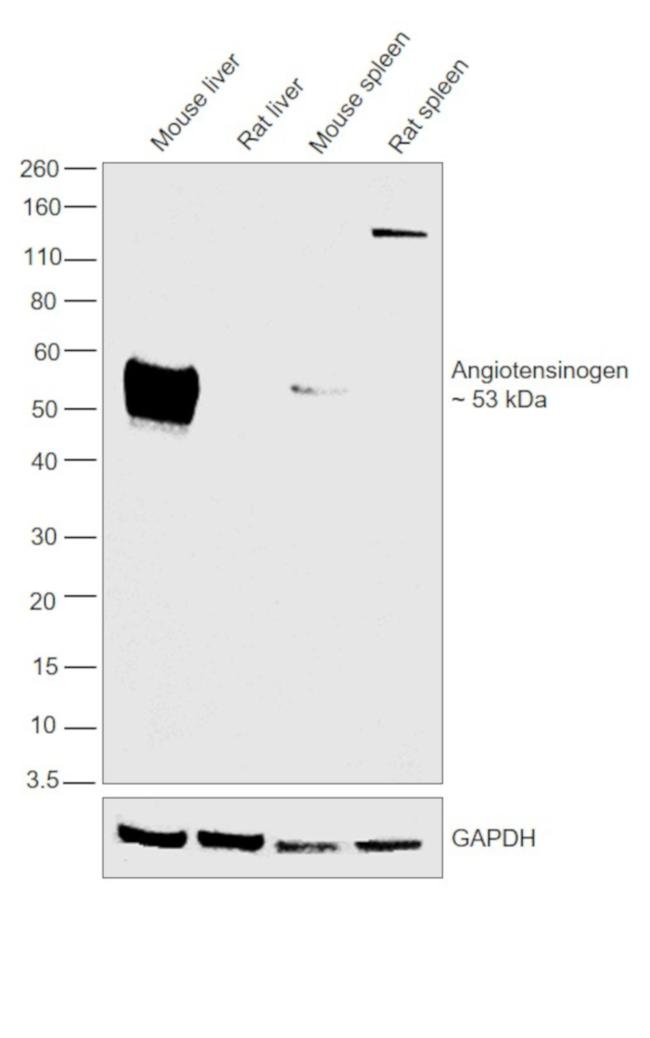 Angiotensinogen Antibody in Western Blot (WB)