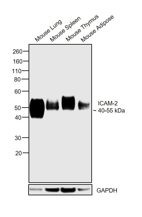 ICAM-2 Antibody