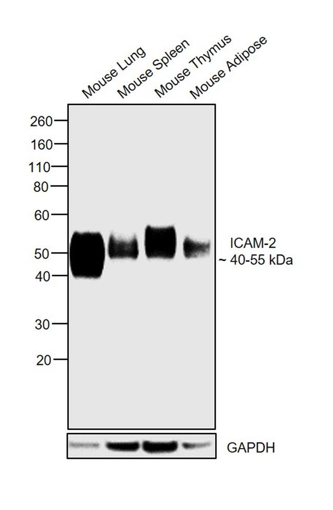 ICAM-2 Antibody in Western Blot (WB)