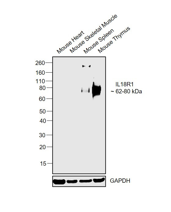 IL18R1 Antibody