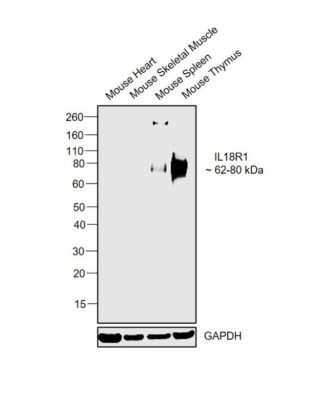 IL18R1 Antibody in Western Blot (WB)