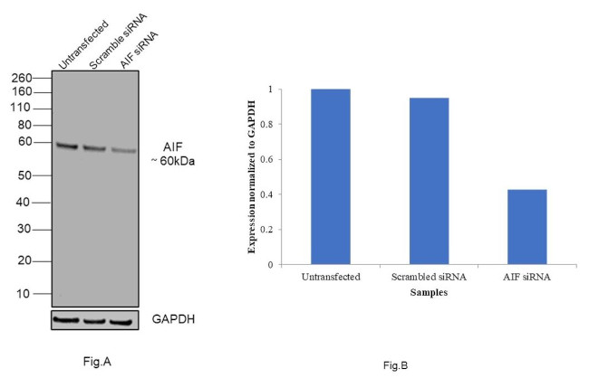 AIF Antibody