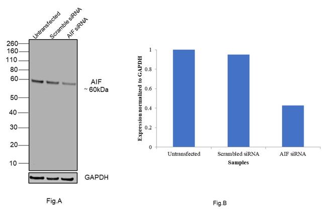 AIF Antibody in Western Blot (WB)