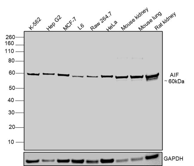 AIF Antibody in Western Blot (WB)