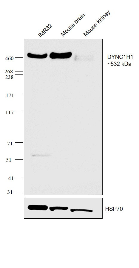 DYNC1H1 Antibody