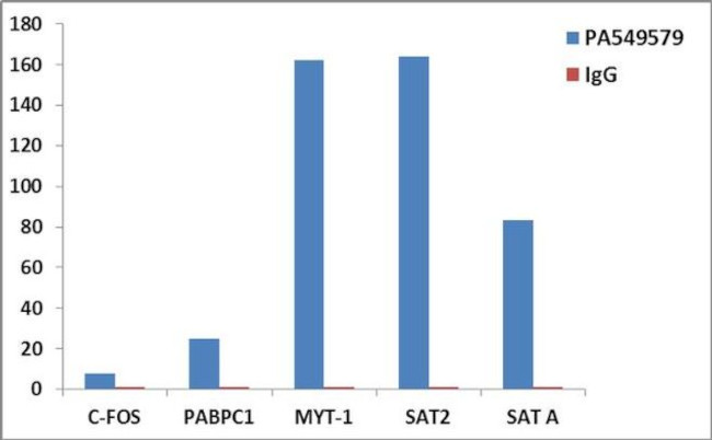 Histone H3 Antibody in ChIP Assay (ChIP)