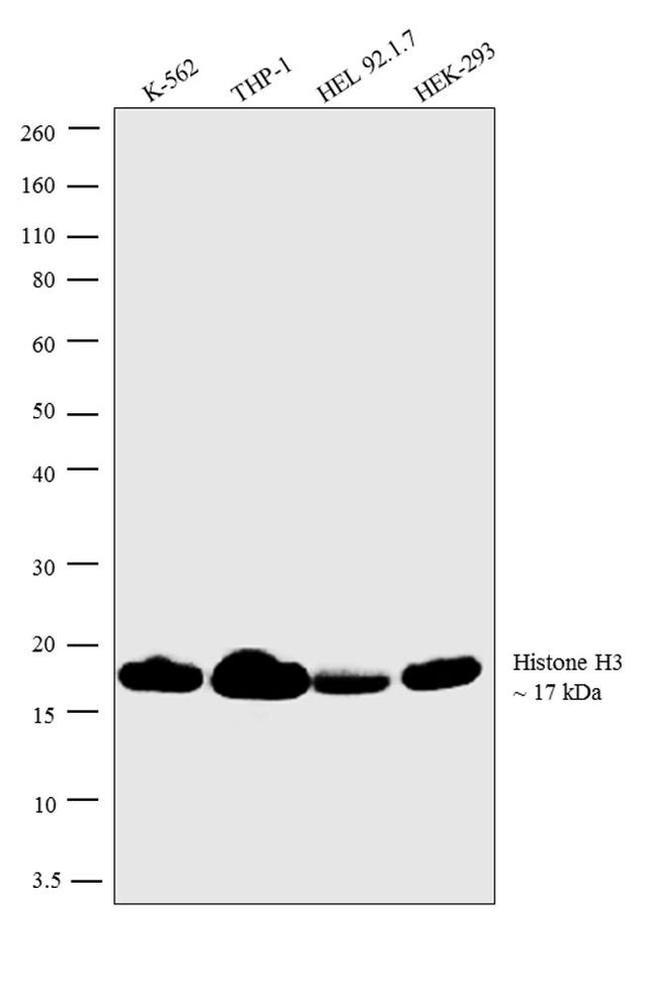 Histone H3 Antibody in Western Blot (WB)