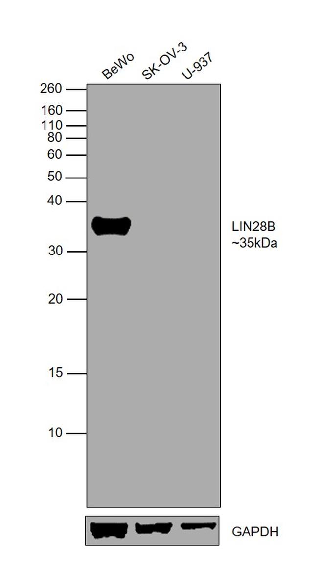 LIN28B Antibody in Western Blot (WB)