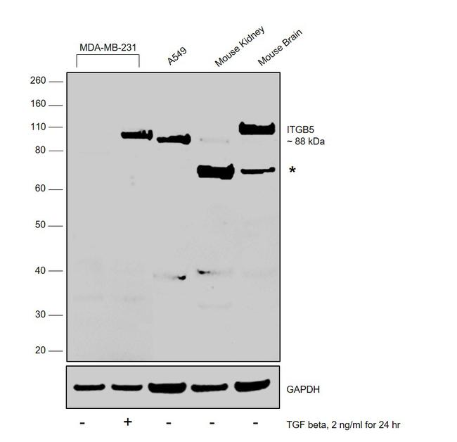 ITGB5 Antibody in Western Blot (WB)