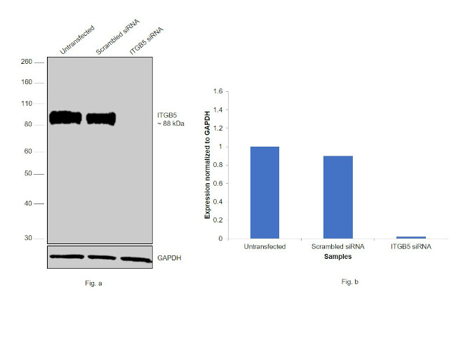 ITGB5 Antibody