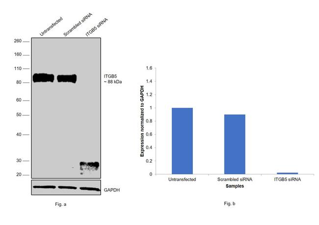 ITGB5 Antibody in Western Blot (WB)