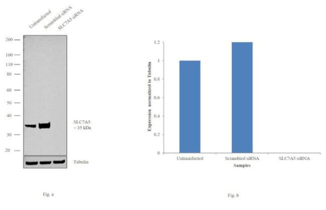 SLC7A5 Antibody