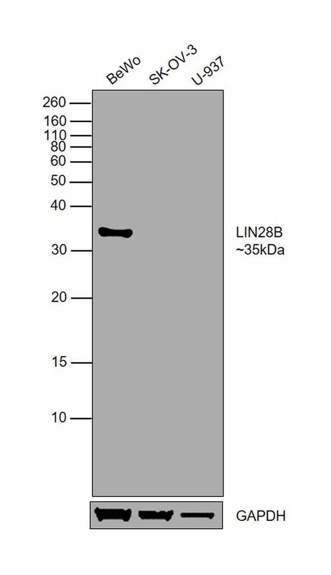 LIN28B Antibody in Western Blot (WB)