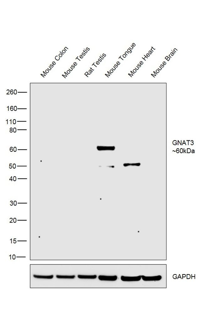 GNAT3 Antibody