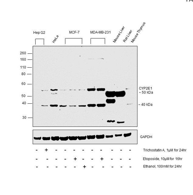 CYP2E1 Antibody