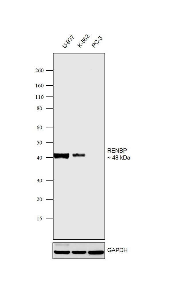 RENBP Antibody